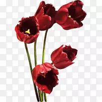 郁金香花束红花瓣郁金香-空若网 郁金香花束红花瓣郁金香-空若网