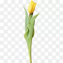 切花郁金香植物茎郁金香-空若网 切花郁金香植物茎郁金香-空若网