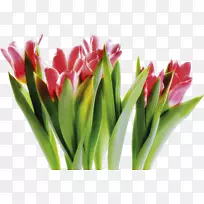 郁金香花瓶切花郁金香节-郁金香-空若网 郁金香花瓶切花郁金香节-郁金香-空若网