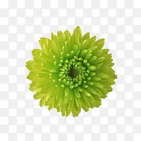 鲜花边框素材鲜花花卉-空若网 鲜花边框素材鲜花花卉-空若网