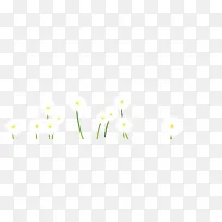 白色小花-空若网 白色小花-空若网