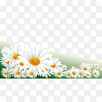 白色菊花-空若网 白色菊花-空若网