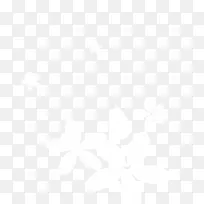 白色的花-空若网 白色的花-空若网