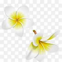 白色的花-空若网 白色的花-空若网