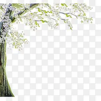 白色花树-空若网 白色花树-空若网