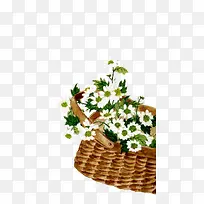 白色菊花-空若网 白色菊花-空若网