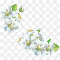 白色栀子花-空若网 白色栀子花-空若网