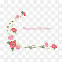 白色小花-空若网 白色小花-空若网