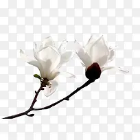 ��ɫ������-������