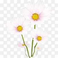 白色雏菊花-空若网 白色雏菊花-空若网