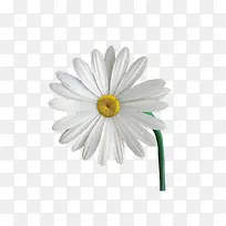 白色雏菊-空若网 白色雏菊-空若网