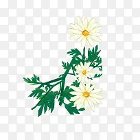 白色小花-空若网 白色小花-空若网