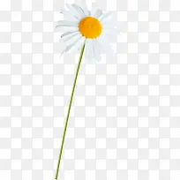 ��ɫ����-������