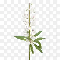 ��ɫ����-������