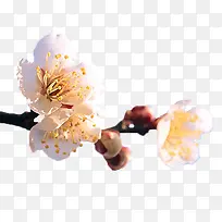 ��ɫ����ͼƬ-������