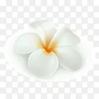 白色花瓣-空若网 白色花瓣-空若网