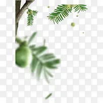 绿色树枝青果植物-空若网 绿色树枝青果植物-空若网