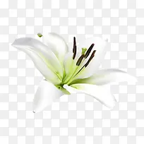 百合花装饰-空若网 百合花装饰-空若网