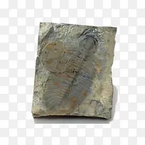 化石素材-空若网 化石素材-空若网