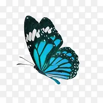 蓝色翅膀的蝴蝶-空若网 蓝色翅膀的蝴蝶-空若网