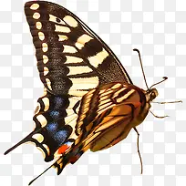 ��Ӱ�ڿ�����������Ļ�����-������