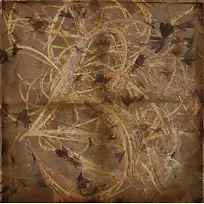 ֲ��Ҷ�ӱ���-������