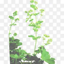 绿色天然健康养生蔬菜-空若网 绿色天然健康养生蔬菜-空若网