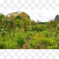 �ʻ��̲�ֲ�ﻨ԰��Ӱͼ-������