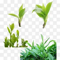 茶叶 茶文化-空若网 茶叶 茶文化-空若网