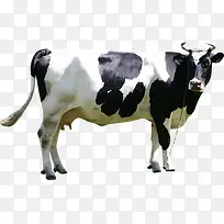 奶牛动物-空若网 奶牛动物-空若网