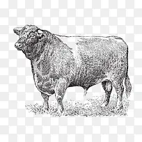 �ֻ���ţ-������