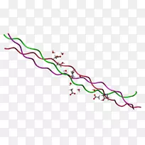 胶原螺旋三螺旋蛋白嵌合体-空若网 胶原螺旋三螺旋蛋白嵌合体-空若网