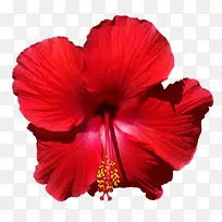 红色的haul-空若网 红色的haul-空若网