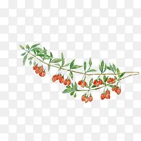 手绘枸杞素材-空若网 手绘枸杞素材-空若网