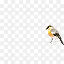 可爱春天小鸟手绘-空若网 可爱春天小鸟手绘-空若网