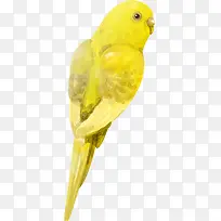 手绘黄色可爱小鸟-空若网 手绘黄色可爱小鸟-空若网
