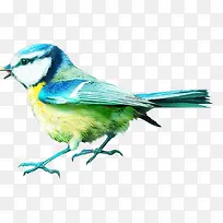 森林动物 彩色小鸟-空若网 森林动物 彩色小鸟-空若网