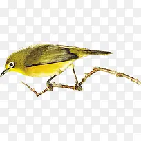 黄色手绘小鸟树枝水彩-空若网 黄色手绘小鸟树枝水彩-空若网