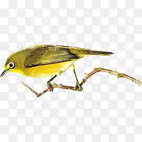 黄色手绘小鸟树枝-空若网 黄色手绘小鸟树枝-空若网