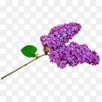 绿叶薰衣草花束-空若网 绿叶薰衣草花束-空若网