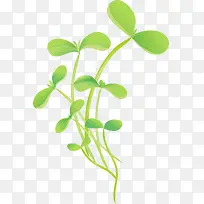 发芽绿叶-空若网 发芽绿叶-空若网