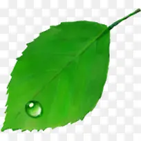 手绘绿叶时尚卡片-空若网 手绘绿叶时尚卡片-空若网