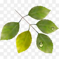 手绘绿叶时尚贺卡-空若网 手绘绿叶时尚贺卡-空若网