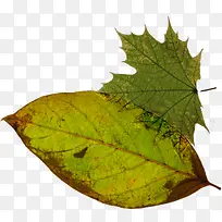 手绘绿叶插画展板-空若网 手绘绿叶插画展板-空若网