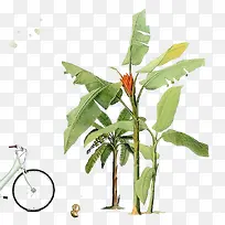 植物-空若网 植物-空若网