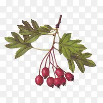 手绘绿叶复古水果-空若网 手绘绿叶复古水果-空若网