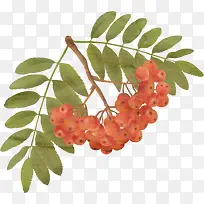 手绘山楂-空若网 手绘山楂-空若网