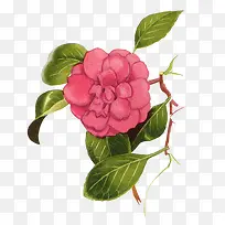 �ֻ��ɫ������Ҷ��֦-������