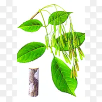 手绘绿叶树枝装饰-空若网 手绘绿叶树枝装饰-空若网