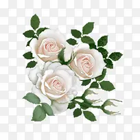 �ֻ���Ҷ��ɫС��-������